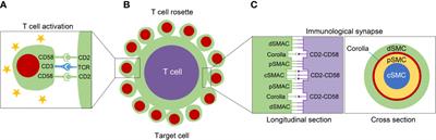 CD58 Immunobiology at a Glance